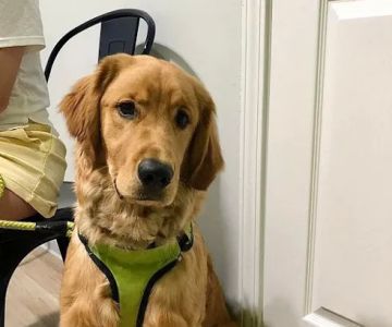 The Animal Hospital of the Highlands