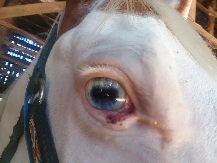 Gas Light Equine Veterinary 12