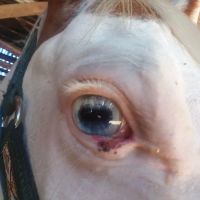 Gas Light Equine Veterinary ico