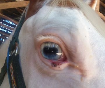 Gas Light Equine Veterinary