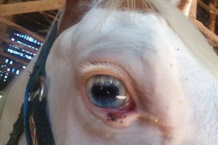 Gas Light Equine Veterinary