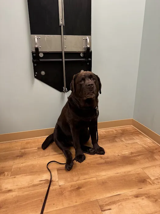 Animal Dermatology Clinic 12