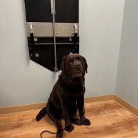 Animal Dermatology Clinic ico