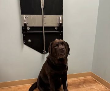 Animal Dermatology Clinic
