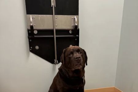 Animal Dermatology Clinic