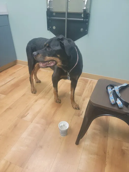 Animal Dermatology Clinic 12