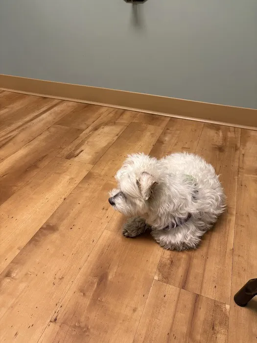 Animal Dermatology Clinic 12