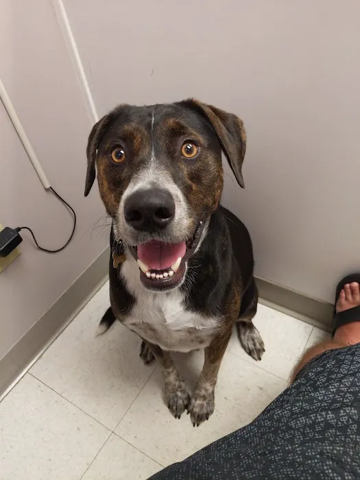 Evergreen Animal Hospital 12