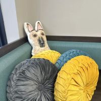 Veterinary Specialist Partners & Urgent Care (VSP) ico