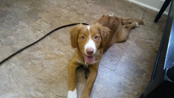 Companion Animal Hospital of Middletown 12