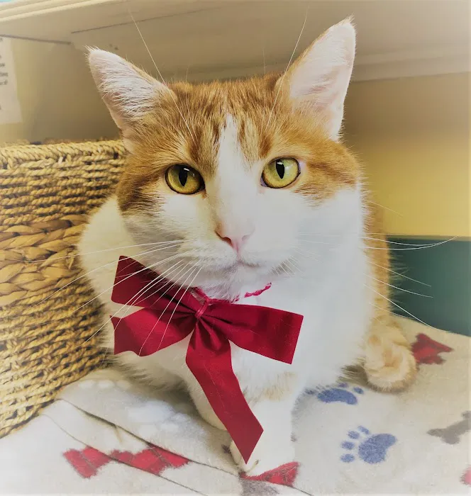 Companion Animal Hospital of Middletown 12