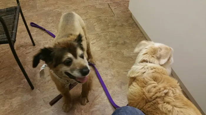 Companion Animal Hospital of Middletown 12