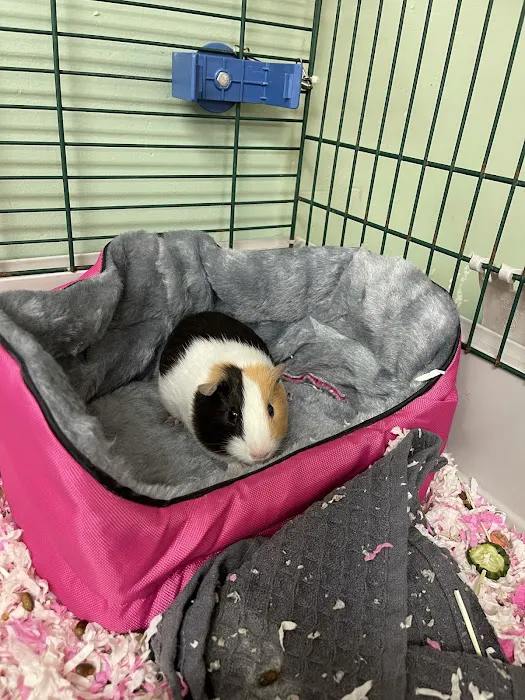 Companion Animal Hospital of Middletown 12