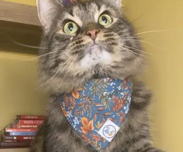 Whiskerful (E-commerce Pet Accessories)