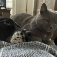 Eastpoint Veterinary Clinic ico