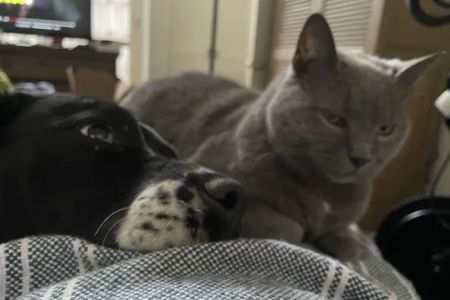 Eastpoint Veterinary Clinic