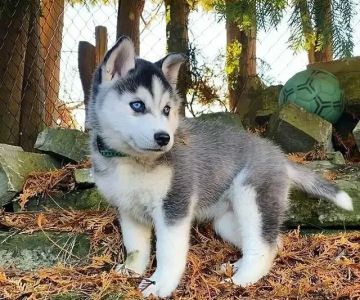 AKC Siberian Husky Puppies Available