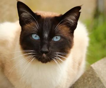CVCA Cardiac Care For Pets