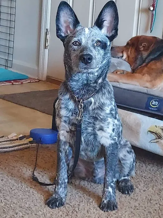BluePearl Pet Hospital 12