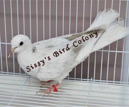 Sissy's Bird Colony LLC 5