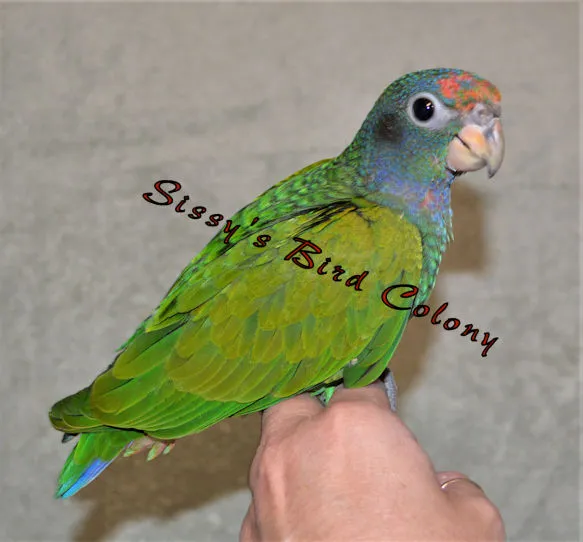 Sissy's Bird Colony LLC 3