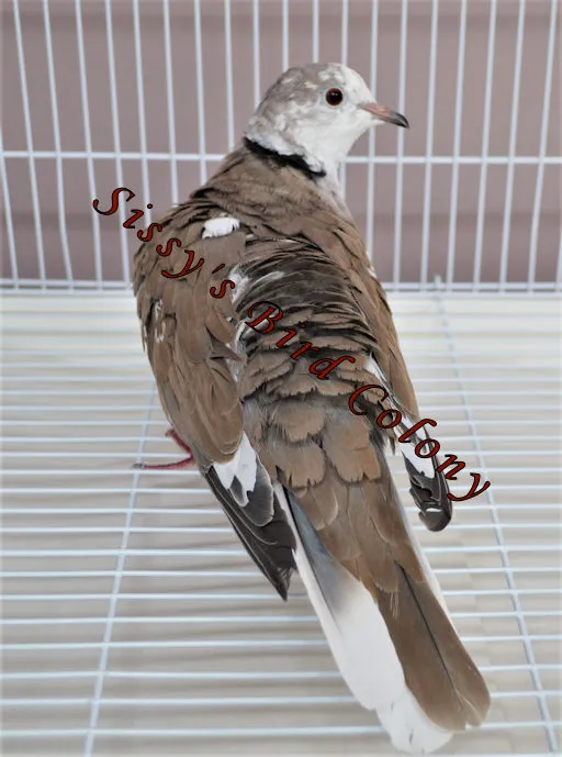 Sissy's Bird Colony LLC 7