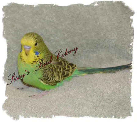 Sissy's Bird Colony LLC 8