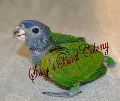 Sissy's Bird Colony LLC 4