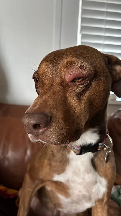 Louisville Veterinary Urgent Care 12