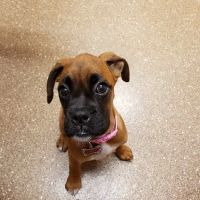 Animal Medical Center of Middletown ico