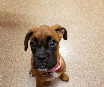 Animal Medical Center of Middletown