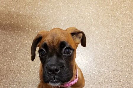 Animal Medical Center of Middletown