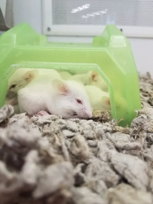 Petco 12