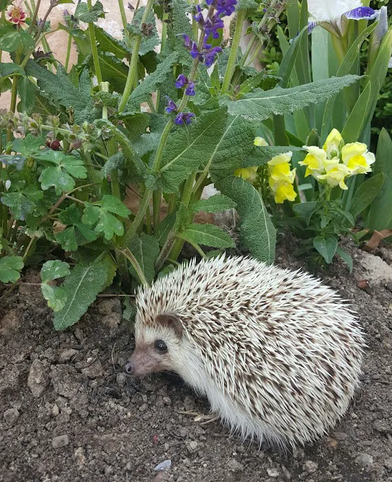 Prickle Farms Hedgehogs 12