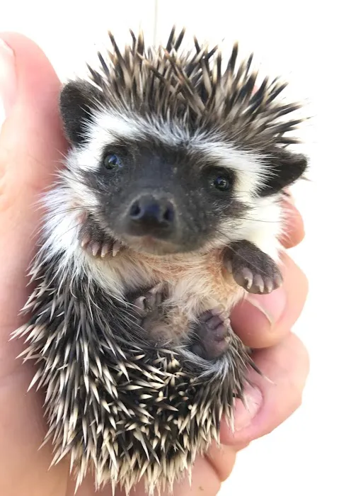 Prickle Farms Hedgehogs 12