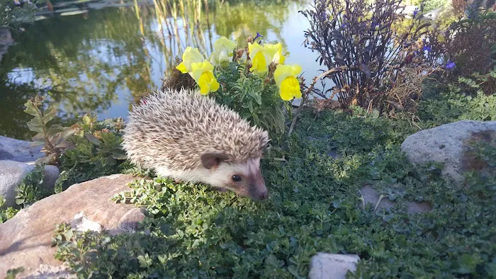 Prickle Farms Hedgehogs 12