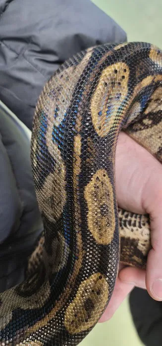 Scales Exotic Reptiles Pet Shop 12