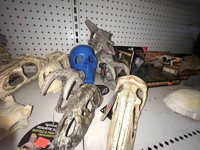 Scales Exotic Reptiles Pet Shop 12