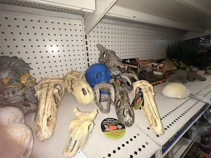 Scales Exotic Reptiles Pet Shop 12
