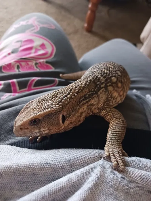Scales Exotic Reptiles Pet Shop 12