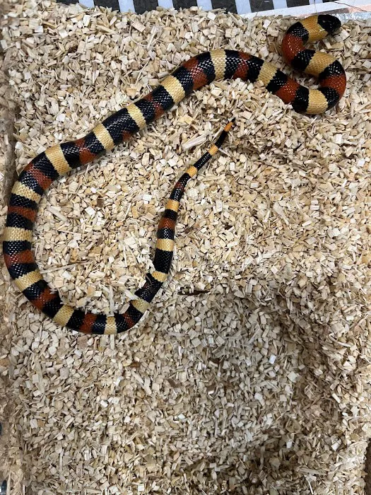Scales Exotic Reptiles Pet Shop 12