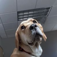 Crestwood Animal Hospital ico