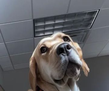 Crestwood Animal Hospital