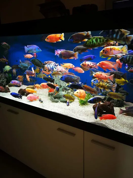 Live Fish Direct 12
