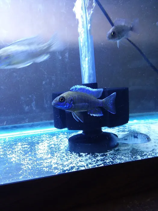 Live Fish Direct 12