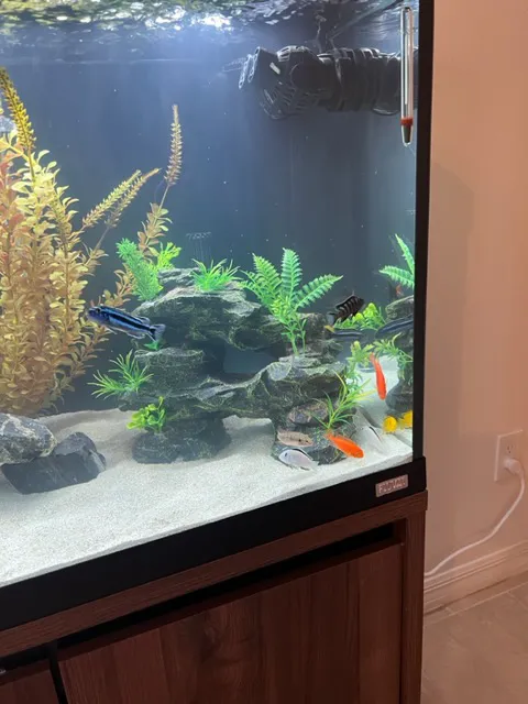 Live Fish Direct 12