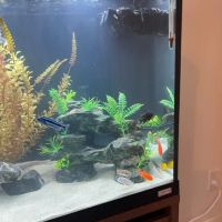 Live Fish Direct ico