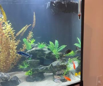 Live Fish Direct