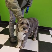 Mark Collett, DVM - Park Hills Animal Hospital ico