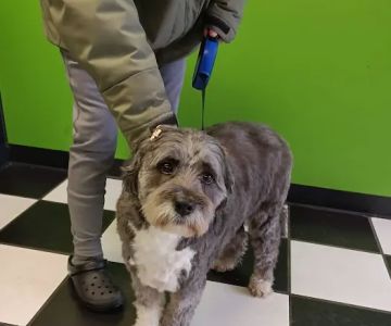 Mark Collett, DVM - Park Hills Animal Hospital